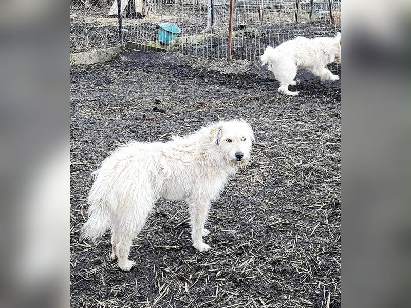 LEOTIE ♥ - Gerettet aus Horror Tötung Slatina, Ostern'22
