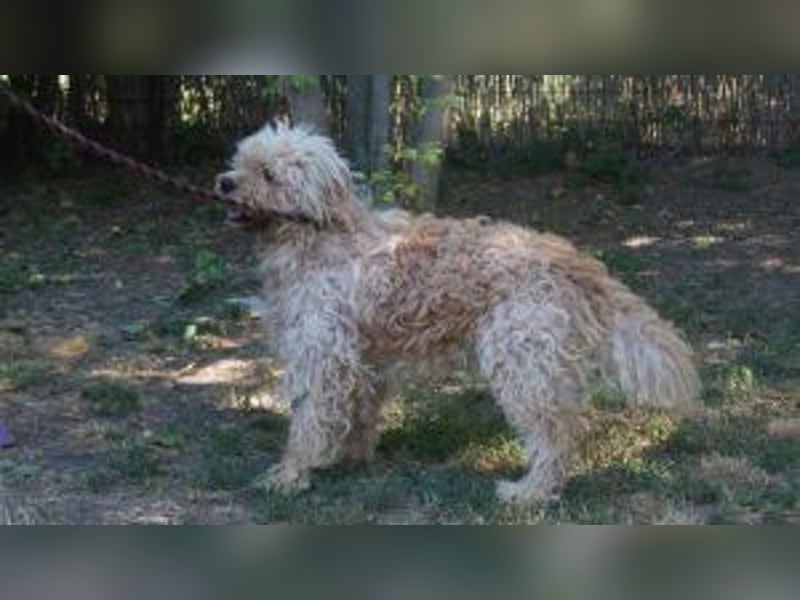 Ole sucht sein Körbchen bei erfahrenen Menschen