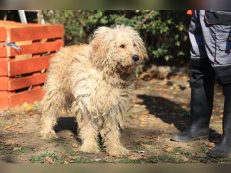 Ole sucht sein Körbchen bei erfahrenen Menschen