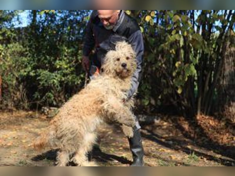 Ole sucht sein Körbchen bei erfahrenen Menschen