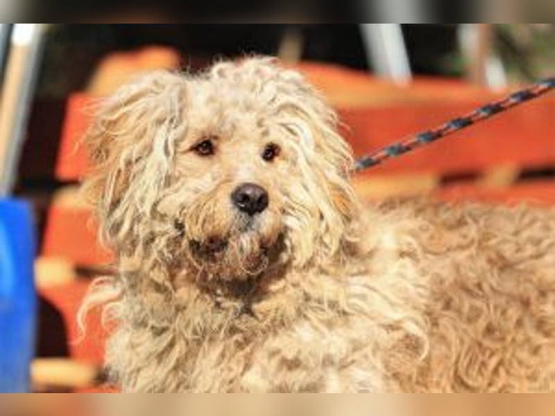 Ole sucht sein Körbchen bei erfahrenen Menschen