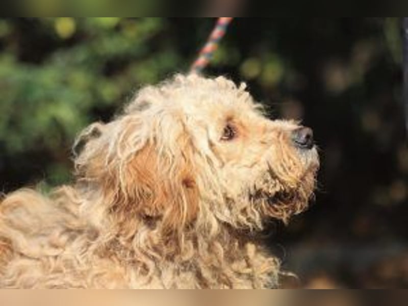 Ole sucht sein Körbchen bei erfahrenen Menschen