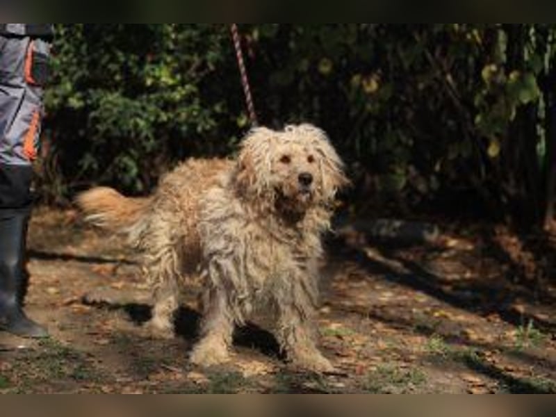 Ole sucht sein Körbchen bei erfahrenen Menschen