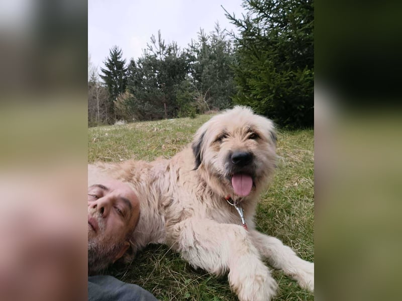 Chupo - vermutlich Bernerdoodle