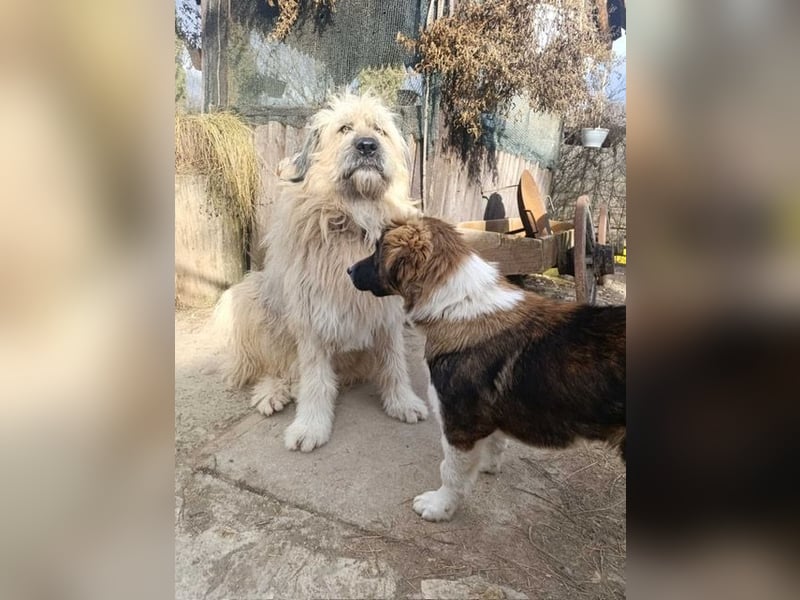 Chupo - wunderbvoller Charakter