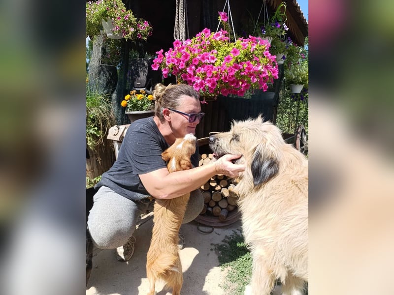 Chupo - vermutlich Bernerdoodle