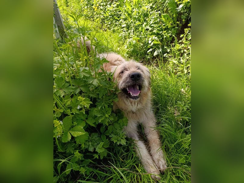 Chupo - vermutlich Bernerdoodle