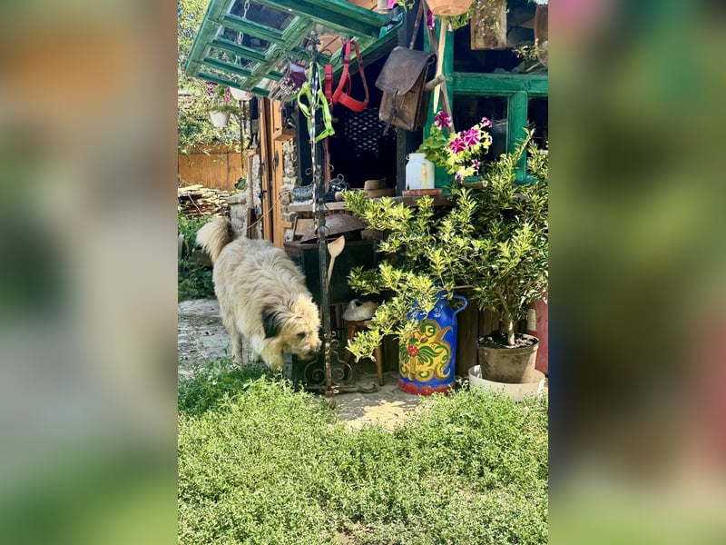 Chupo - vermutlich Bernerdoodle