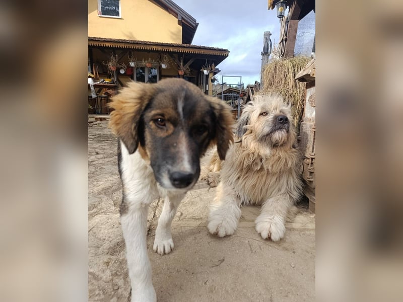 Chupo - wunderbvoller Charakter