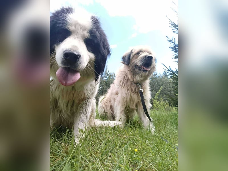 Chupo - vermutlich Bernerdoodle