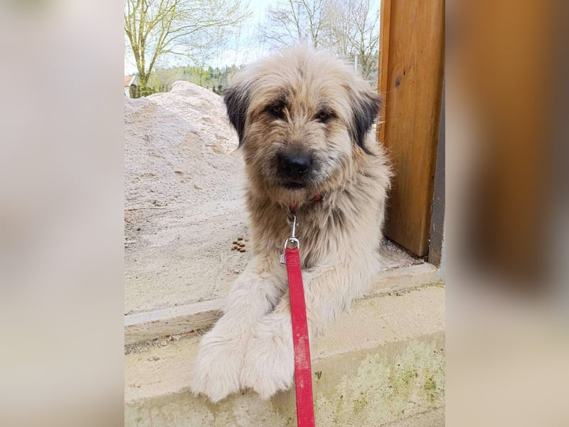 Chupo - vermutlich Bernerdoodle