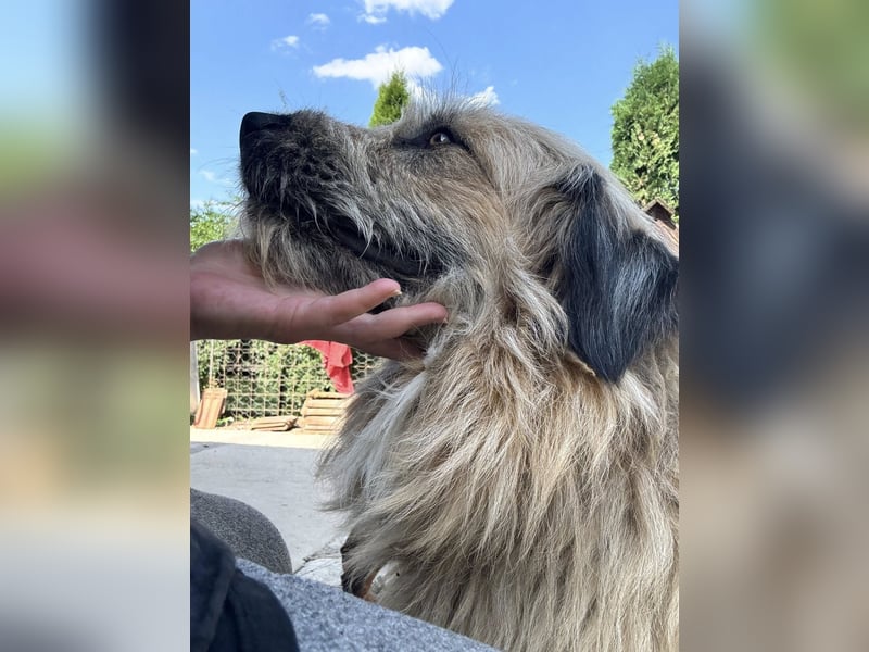 Chupo - vermutlich Bernerdoodle