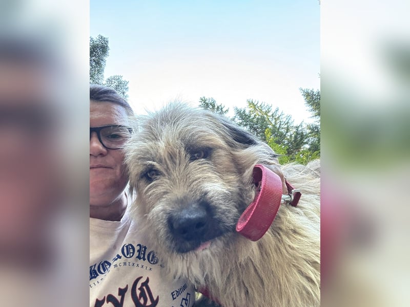 Chupo - vermutlich Bernerdoodle