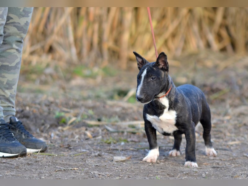Miniatur-Bullterrier-Welpe zu verkaufen!