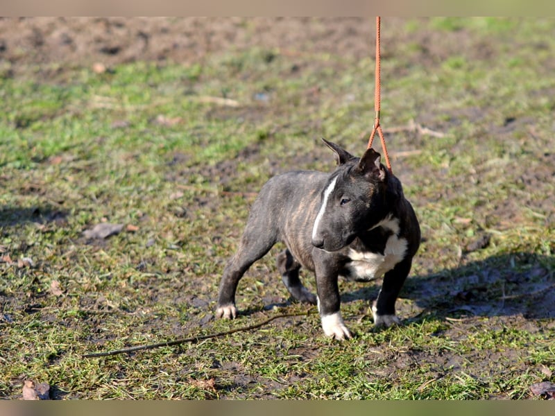 Miniatur-Bullterrier-Welpe zu verkaufen!