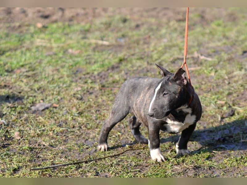 Miniatur-Bullterrier-Welpe zu verkaufen!