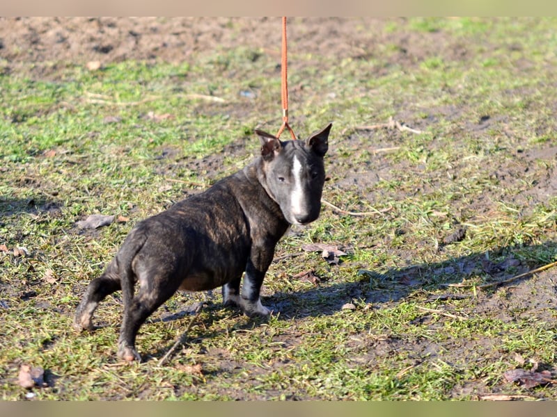 Miniatur-Bullterrier-Welpe zu verkaufen!