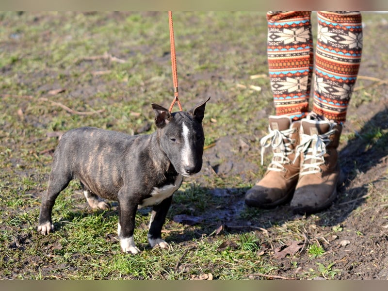 Miniatur-Bullterrier-Welpe zu verkaufen!