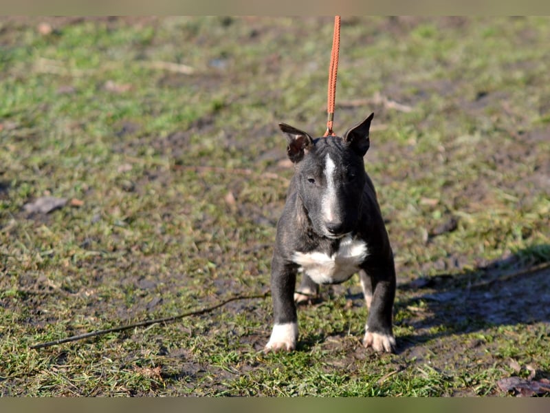 Miniatur-Bullterrier-Welpe zu verkaufen!