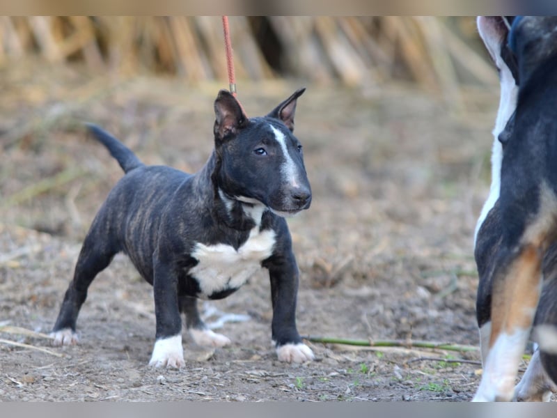 Miniatur-Bullterrier-Welpe zu verkaufen!