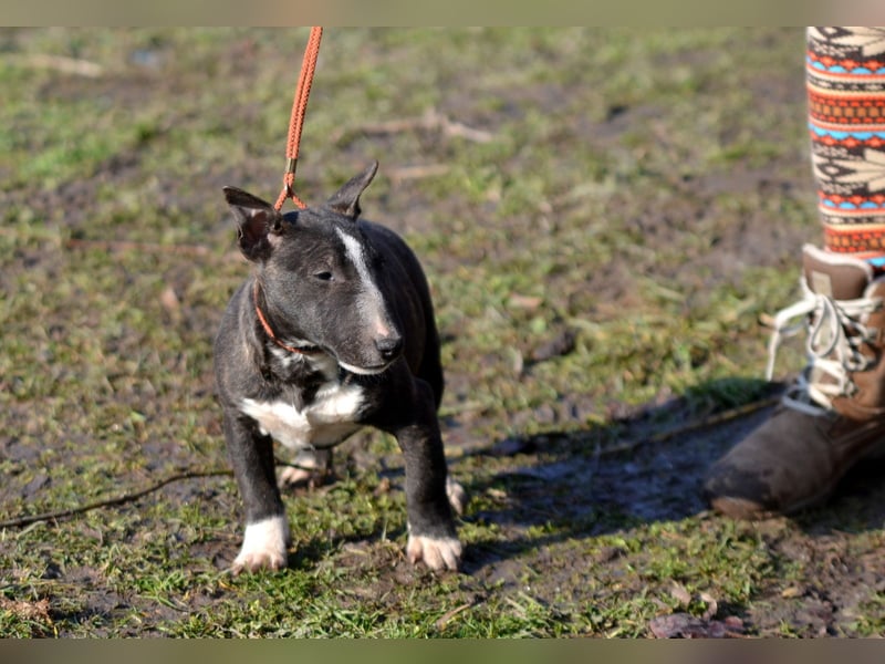 Miniatur-Bullterrier-Welpe zu verkaufen!
