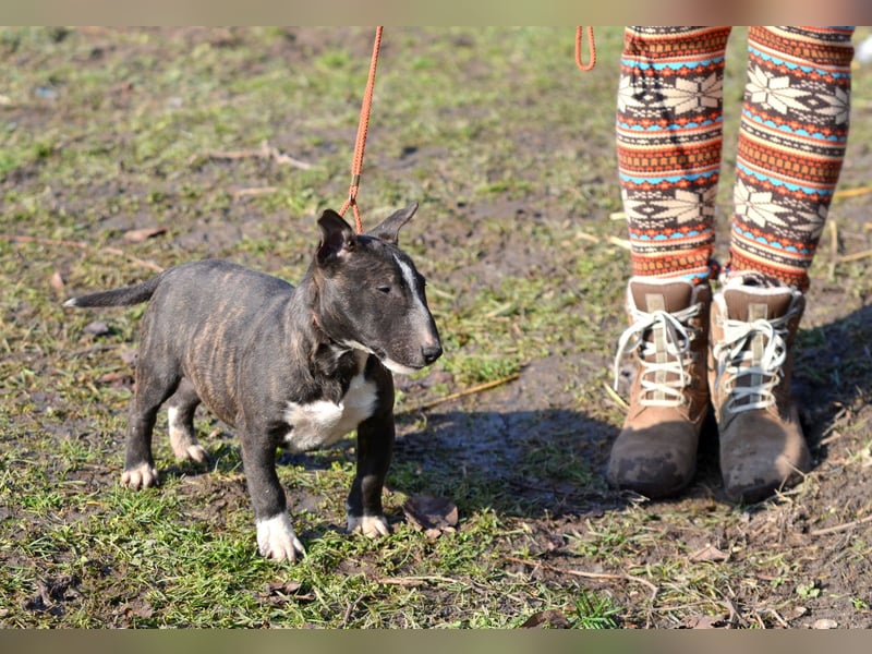 Miniatur-Bullterrier-Welpe zu verkaufen!