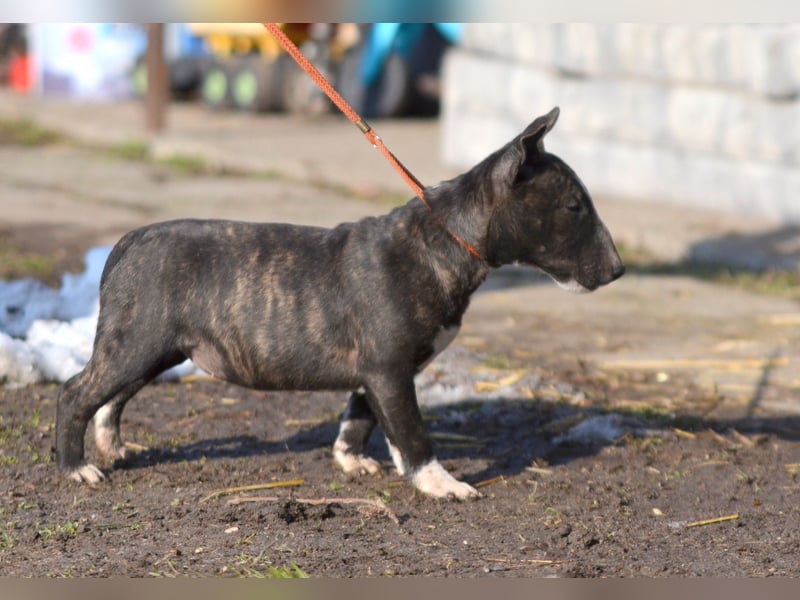 Miniatur-Bullterrier-Welpe zu verkaufen!