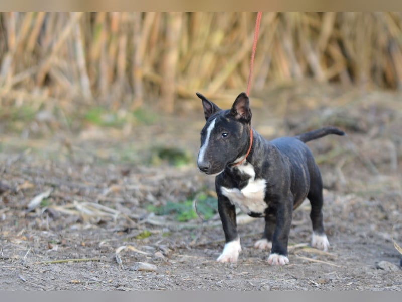 Miniatur-Bullterrier-Welpe zu verkaufen!