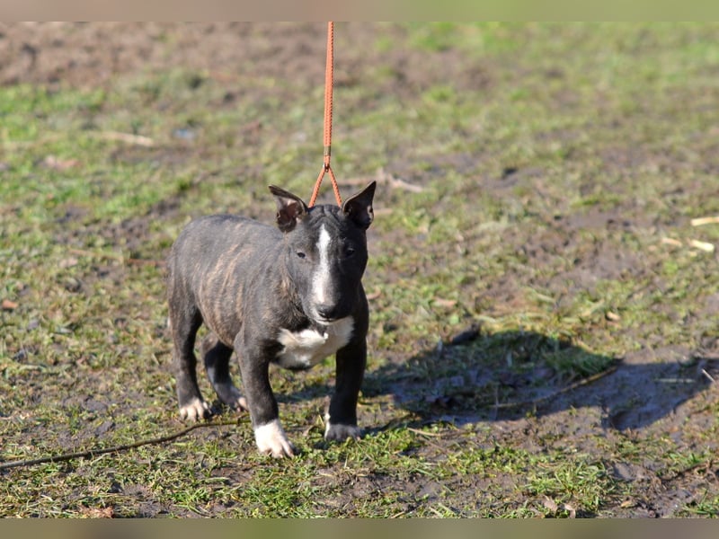Miniatur-Bullterrier-Welpe zu verkaufen!