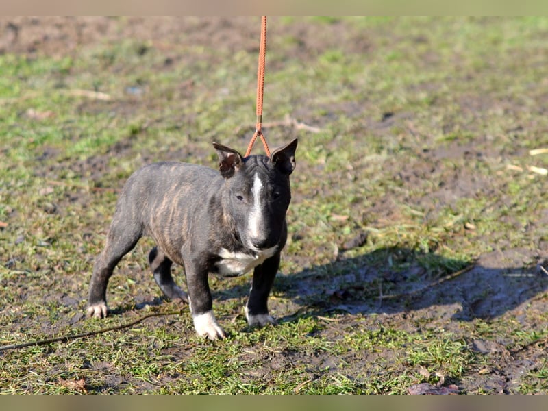 Miniatur-Bullterrier-Welpe zu verkaufen!