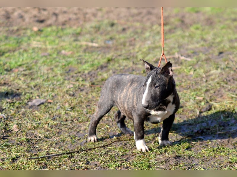 Miniatur-Bullterrier-Welpe zu verkaufen!