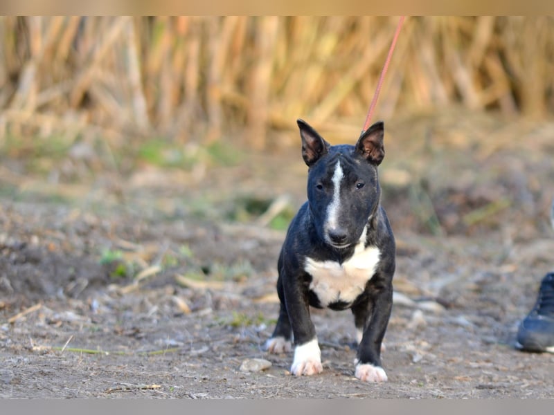 Miniatur-Bullterrier-Welpe zu verkaufen!