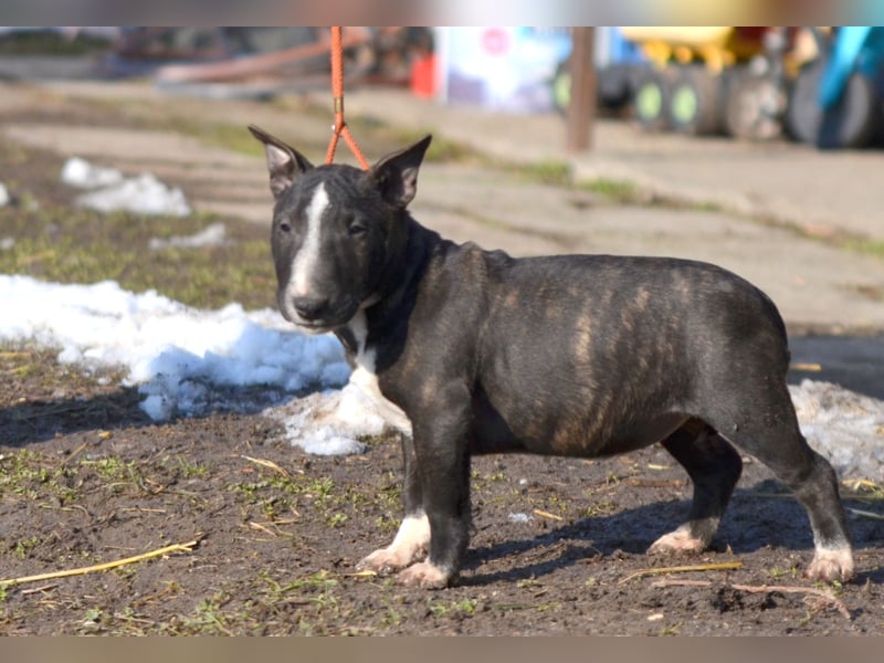 Miniatur-Bullterrier-Welpe zu verkaufen!