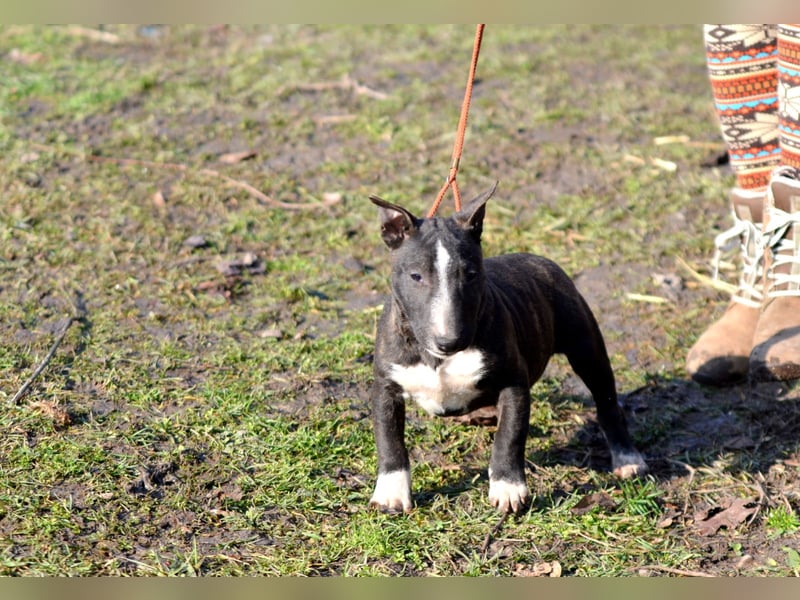 Miniatur-Bullterrier-Welpe zu verkaufen!