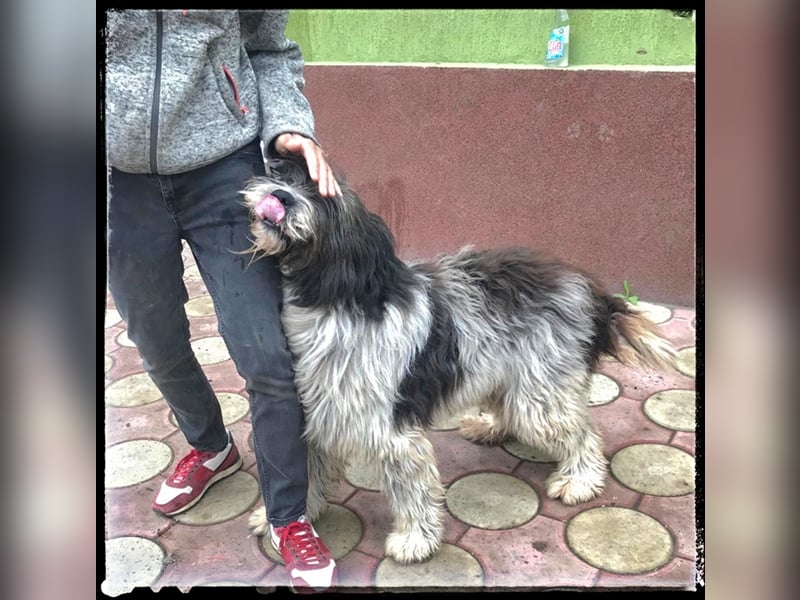 Nini - freundlich, fröhlich und agil - sucht ihre Menschen