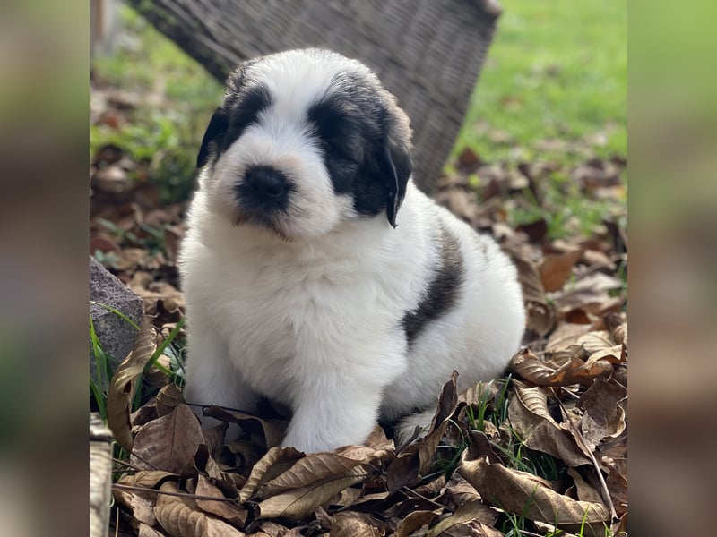 Welpen - Rumänischer Schäferhund Mioritic