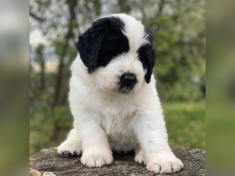 Welpen - Rumänischer Schäferhund Mioritic