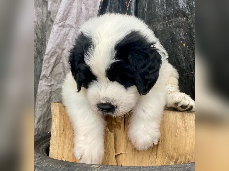 Welpen - Rumänischer Schäferhund Mioritic