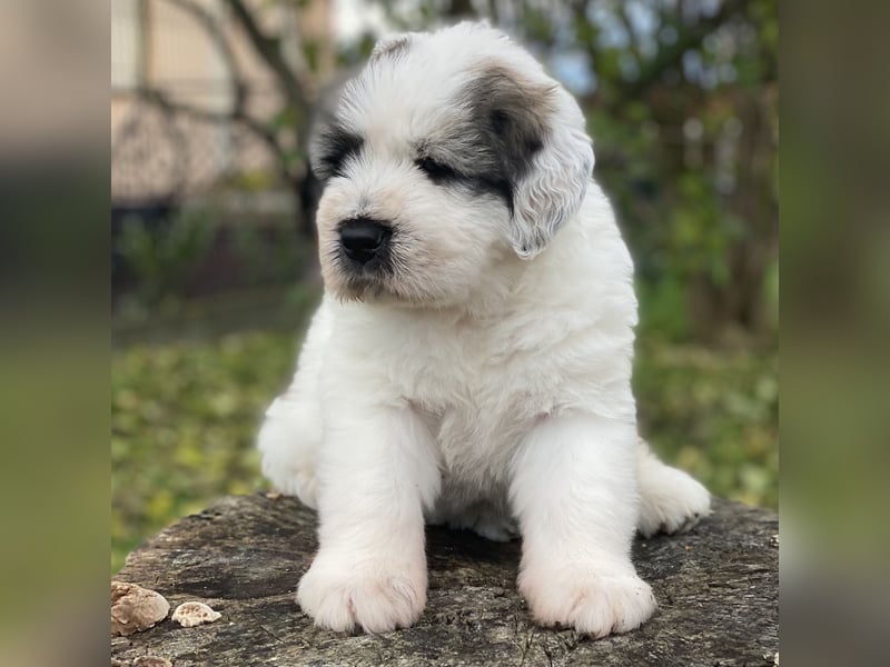 Welpen - Rumänischer Schäferhund Mioritic