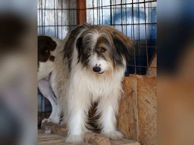 Rocky sucht ein ruhiges Plätzchen