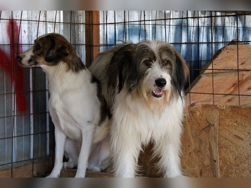 Rocky sucht ein ruhiges Plätzchen