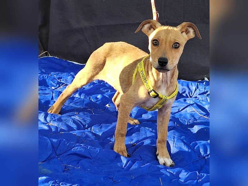 Die liebe, fröhliche Gita sucht ein Zuhause ! Die liebe, fröhliche Gita sucht ein Zuhause !