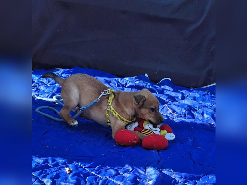 Linett ist liebm fröhlich und neugierig ! Linett ist liebm fröhlich und neugierig !