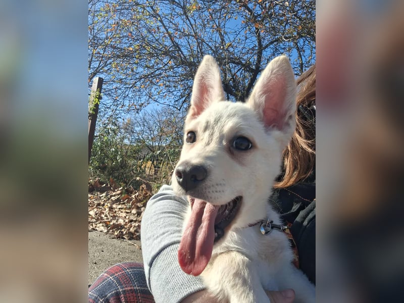 Der liebe Milo würde gerne ihr Begleiter werden !