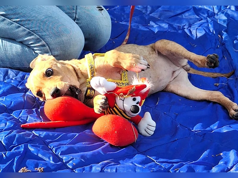 Die liebe, fröhliche Gita sucht ein Zuhause ! Die liebe, fröhliche Gita sucht ein Zuhause !