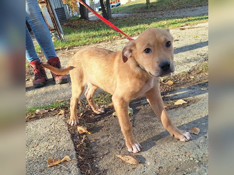 Der aktive, liebe Momoa sucht ein Zuhause ! Der aktive, liebe Momoa sucht ein Zuhause !