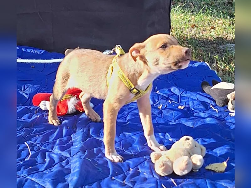 Der liebe, sanfte Robin sucht ein Zuhause !