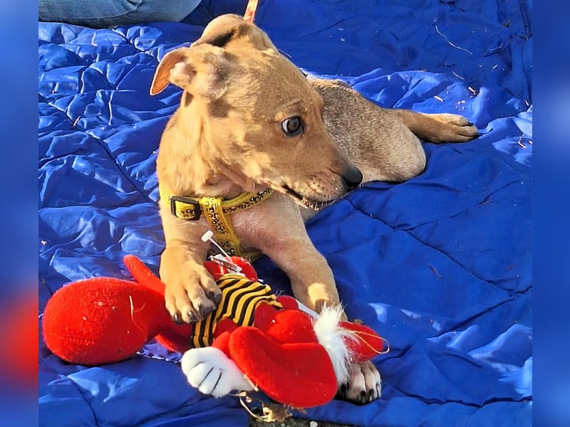 Die liebe, fröhliche Gita sucht ein Zuhause ! Die liebe, fröhliche Gita sucht ein Zuhause !