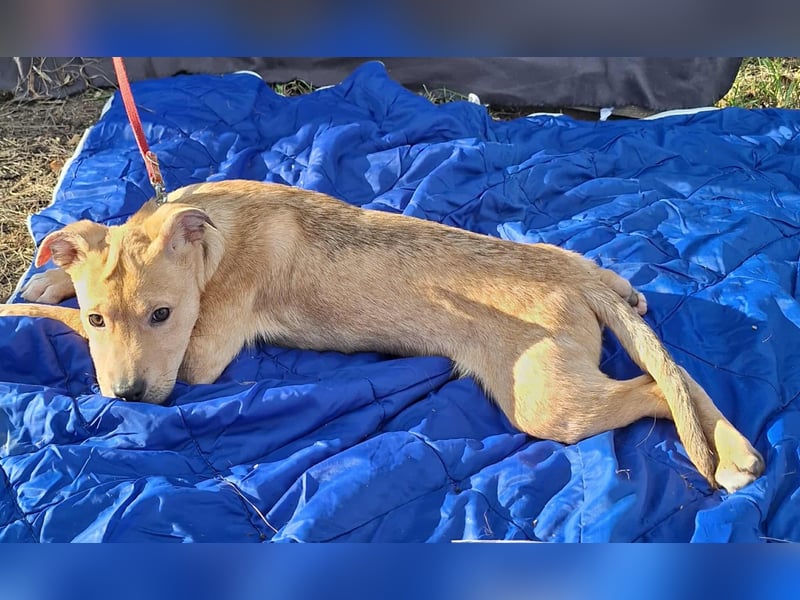 Der aktive, liebe Momoa sucht ein Zuhause ! Der aktive, liebe Momoa sucht ein Zuhause !