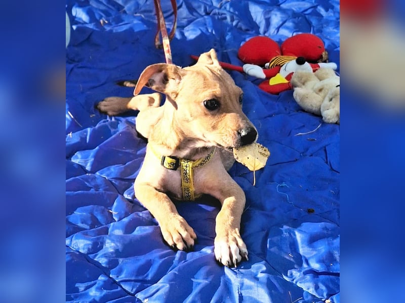 Die liebe, fröhliche Gita sucht ein Zuhause ! Die liebe, fröhliche Gita sucht ein Zuhause !